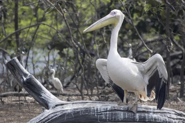 Grande pelicano branco que se senta em um galho seco de uma árvore de pé — Fotografia de Stock