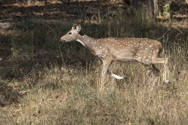 Cervo macho Chital ou manchado que apenas começou a crescer chifres walki — Fotografia de Stock