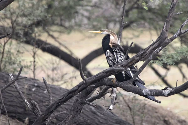 Darter oriental masculino que se sienta en una rama seca de un árbol de pie —  Fotos de Stock