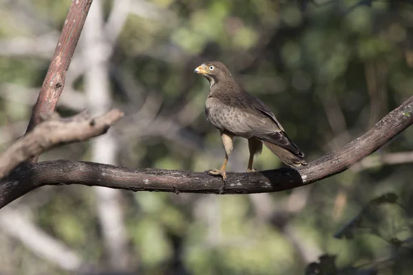 Белоглазый Buzzard, который сидит на ветке в кроне деревьев в — стоковое фото