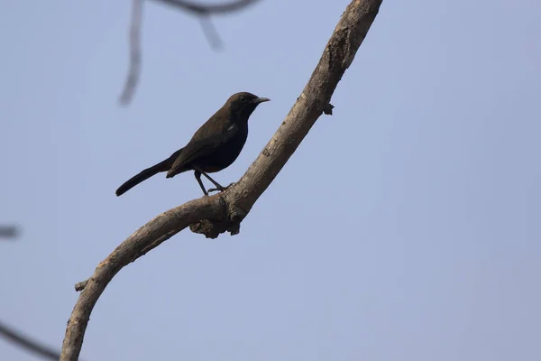 Robin indio que está sentado en la parte superior de un árbol en un invierno nublado — Foto de Stock