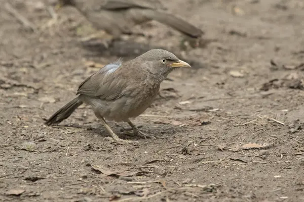 Jungle Babbler assis sur le sol sur un hiver lumineux et ensoleillé d — Photo