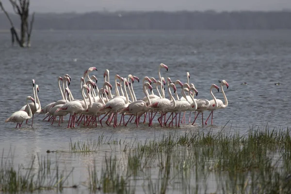 small flock of Greater flamingo going in shallow water oesar nak