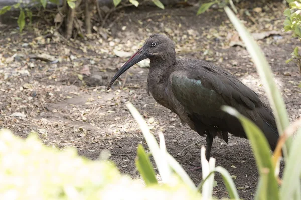 Hadada ibis que é coberto à sombra das árvores em um pequeno pa — Fotografia de Stock