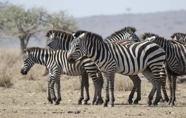 Besætning Sletter Zebraer hviler i savannen på en varm dag i løbet af t - Stock-foto