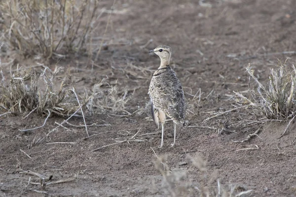 Zweibänder-Courser, der zwischen trockenem Gras in der Savanne in — Stockfoto