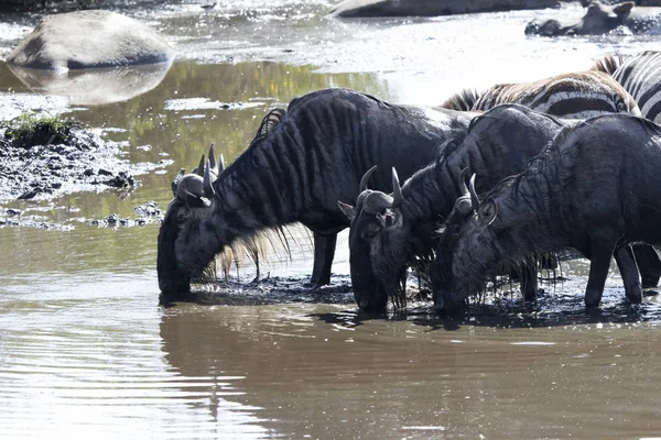 Małe grupy białych Brodaty Wildebeest pijany wody w małych r — Zdjęcie stockowe