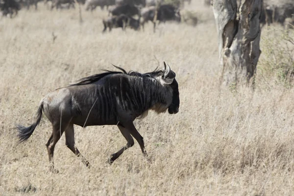 Blancs barbus gnous courir à travers la savane sur un d chaud — Photo