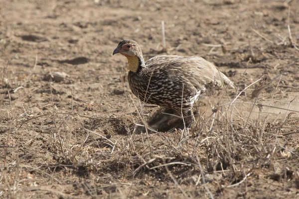 Spurfowl de cuello amarillo que cava el suelo en busca de comida en —  Fotos de Stock