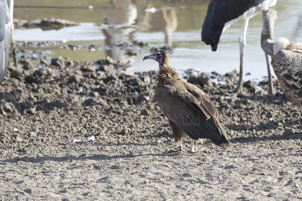 披头秃鹰坐在小河流的沙滩上 在旱季附近的其他猎物鸟类 — 图库照片