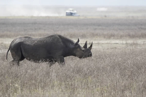 Rinocerontes Pretos Rinocerontes Ganchos Que Caminham Longo Uma Savana Seca — Fotografia de Stock