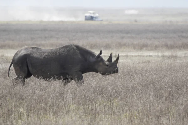 Zwarte Neushoorn Haak Lipped Neushoorn Dat Langs Een Gedroogde Savannah — Stockfoto