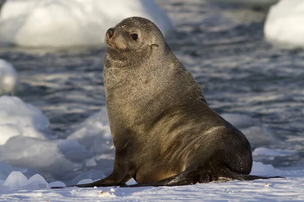 Foca de pele que fica na neve na margem do ocea sul — Fotografia de Stock