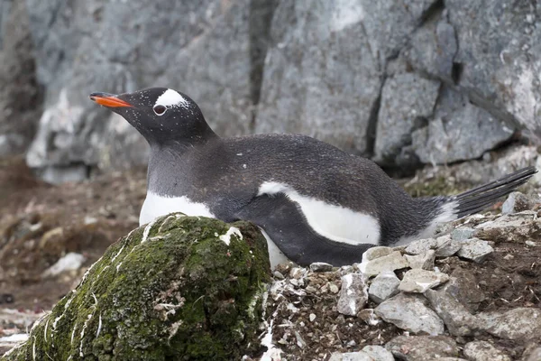 Gentoo pingüino que se sienta en un nido entre musgo y piedras —  Fotos de Stock