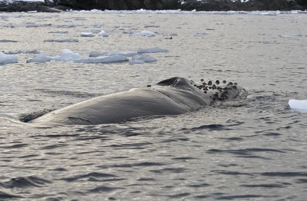 Baleia jubarte que nada em águas antárticas — Fotografia de Stock