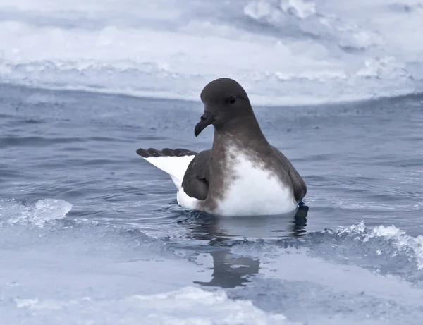 Antarktický petrel sedící na vodě — Stock fotografie