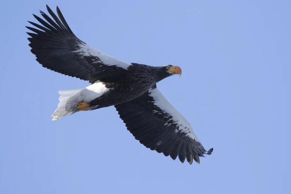 Dospělý Steller 's Sea Eagle letí proti modré obloze — Stock fotografie