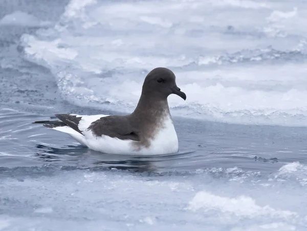 Antarctic petrel sitting on the water between the ice floes — Stock Photo, Image