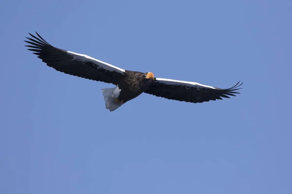Flying adult pacific eagle on a winter day — 스톡 사진