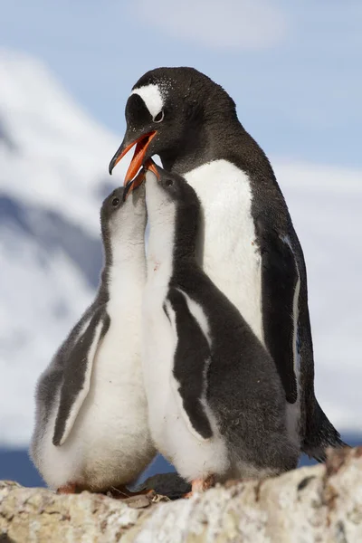 Gentoo Pinguin Weibchen füttert zwei Küken — Stockfoto