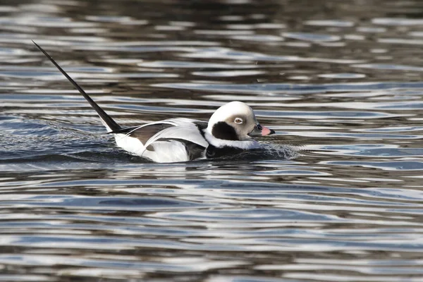 Macho de cola larga pato flotando en el agua día de invierno — Foto de Stock