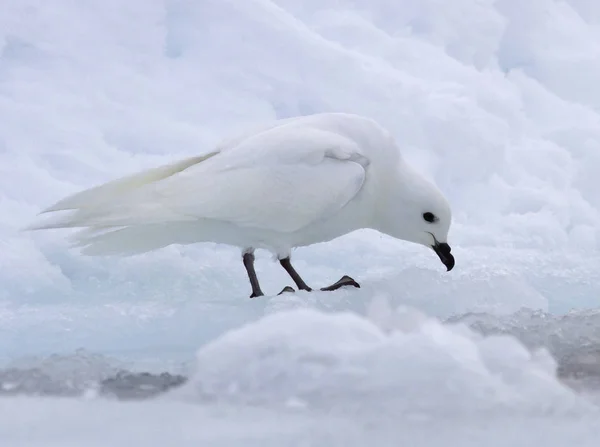 Sneeuwstormvogel zittend op een ijsschotel — Stockfoto