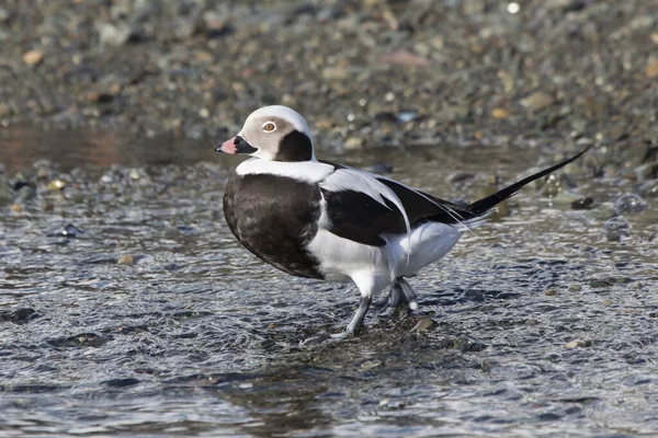 Samčí kachny s dlouhým ocasem kráčející po břehu zimního dne — Stock fotografie
