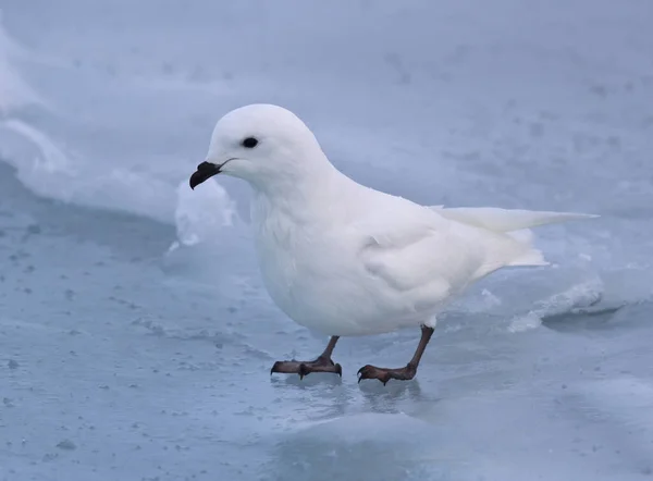 Petrel di neve seduto sul ghiaccio in Antartide — Foto Stock