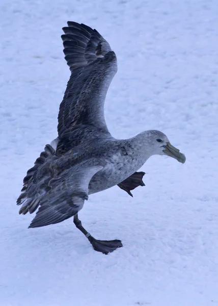 Zuidelijke reuzenstormvogel tijdens de landing op ijs — Stockfoto