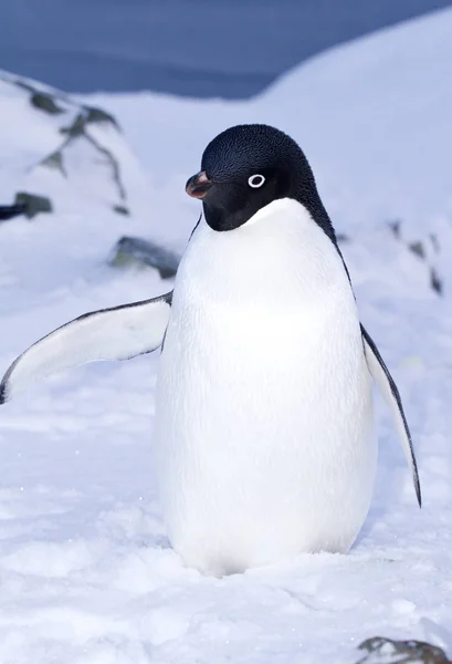 Пингвин Адели стоит в снегу с поднятым крылом Стоковое Изображение