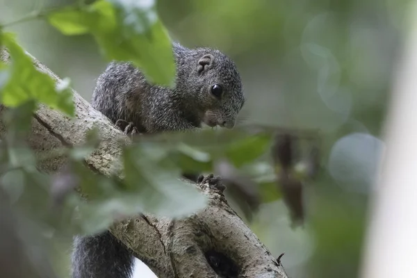 Zanj sun squirrel sitting among branches in the jungle — Stock Photo, Image