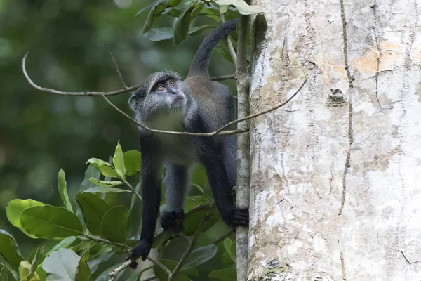 Синий обезьяна, сидящая у ствола большого дерева — стоковое фото