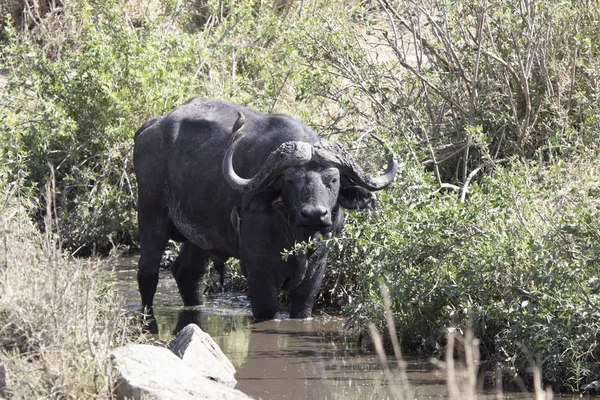 Dospělý samec afrického buvola, který stojí v malé řece — Stock fotografie