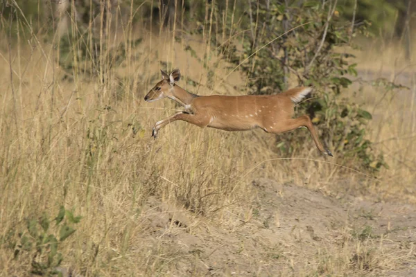 Bushbok fêmea saltando sobre a grama alta na savana arbustiva — Fotografia de Stock