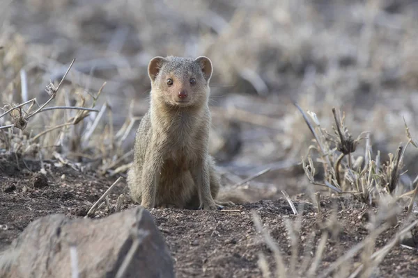 Dwarf Mongoose sitting by a hole in the savannah — Stock Photo, Image