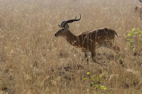 サバンナで背の高い乾燥した草の上を走るオスのコブ — ストック写真