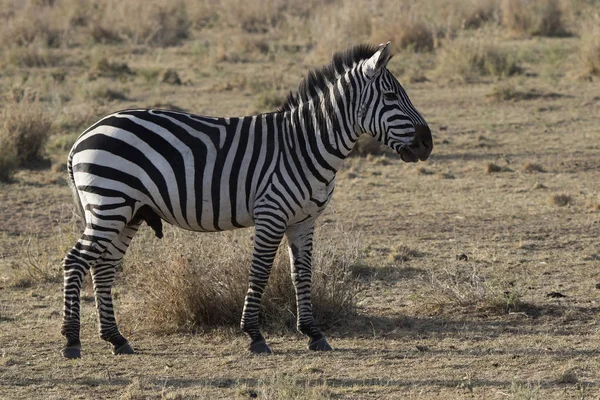 Zebras planícies masculinas em pé na savana — Fotografia de Stock
