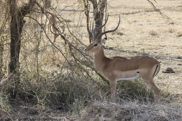 Impala-Männchen steht unter einem kleinen Baum in der Savanne — Stockfoto