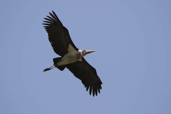 Cigüeña marabú volando sobre la sabana — Foto de Stock