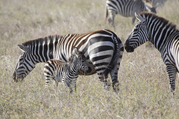 Male, female and foal plains zebra standing in the savannah