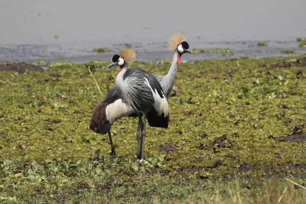 Par de guindastes coroados em pé na margem pantanosa do lago — Fotografia de Stock