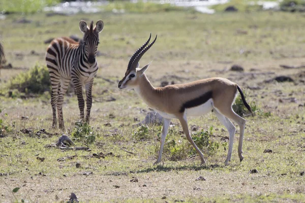 Thompsons gazelle macho caminhando através da savana seca — Fotografia de Stock