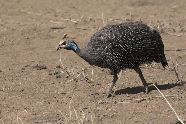 Přilba guineafowl, který chodí po suché savaně — Stock fotografie