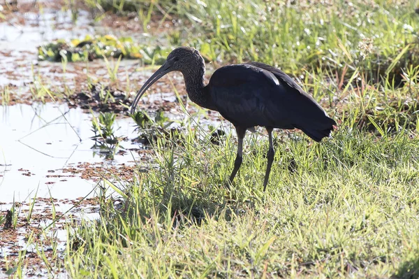 Gllosy ibis che sorge sulle rive del laghetto prosciugandosi i — Foto Stock