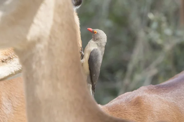 Red-billed Oxpecker sentado no pescoço de uma impala na sava — Fotografia de Stock