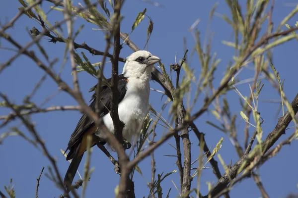 Bianco diretto Buffalo-Weaver seduto nella corona di un albero in th — Foto Stock