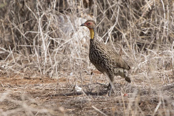 Kuru sav içinde çimlerin arasında yürüyen sarı boyunlu Spurfowl. — Stok fotoğraf