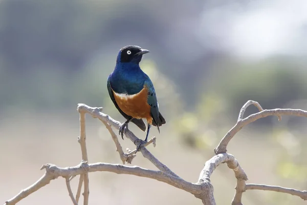 Prachtig spreeuwen zittend op takken van een struik in de savanne — Stockfoto