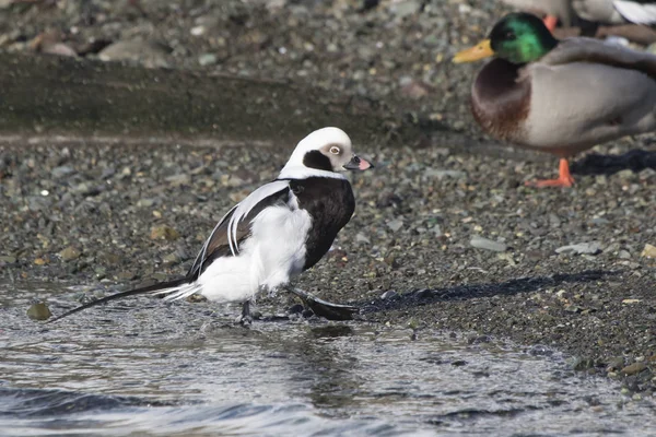 Pato Cola Larga Macho Que Llegó Playa Con Marea Baja — Foto de Stock