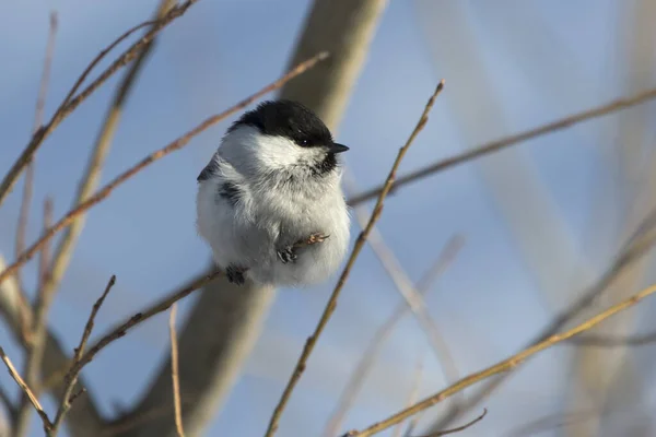 Willow Tit Who Sits Small Branches Winter Day — Stockfoto